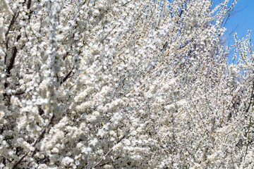 Delicate white petals contrasting with sunny sky background, celebrating nature's rebirth.