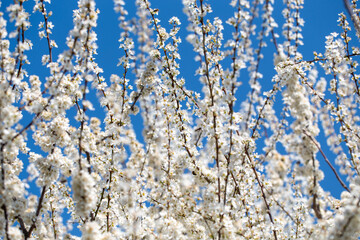 Cherry tree branches reaching toward a pastel blue sky, expressing calm and elegance.