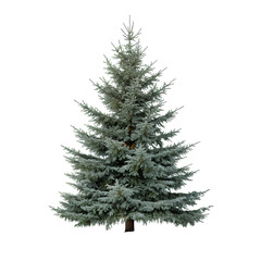 A Single Spruce Tree, Cold Climate Forest Element, Cut Out
