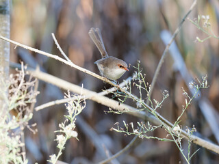 Female Superb fairywren perched on a thin branch with bokeh background