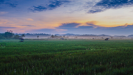 Obraz premium Foggy Rice Fields at Sunrise in Samboja, near Balikpapan city of Indonesia.