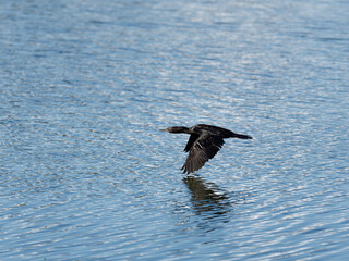 Little Black Cormorant or Little Black Shag (Phalacrocorax sulcirostris) flying low over a lake.