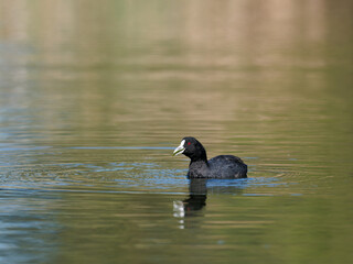 Australian Coot or Eurasian Coot (Fulica atra) swimming alone on a pond with reflection in water.