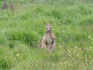Large Male Eastern Grey Kangaroo (Macropus giganteus) taking an aggressive stance looking into camera