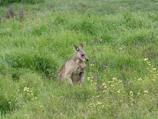 Eastern Grey Kangaroo (Macropus giganteus) grazing on pastural land