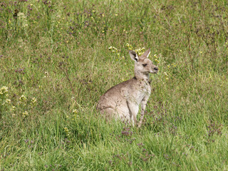 Eastern Grey Kangaroo (Macropus giganteus) grazing on pastural land