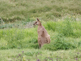 Eastern Grey Kangaroo (Macropus giganteus) grazing on pastural land