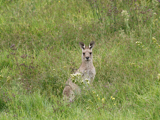 Eastern Grey Kangaroo (Macropus giganteus) grazing on pastural land