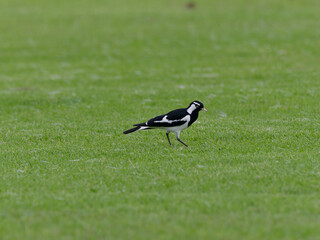 A Magpie-lark (Grallina cyanoleuca), also known as wee magpie, peewee, peewit, mudlark or Murray...