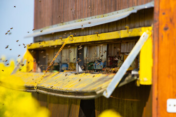 Beehive boxes for beekeeping and honey collecting in blooming canola field