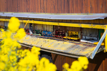 Beehive boxes for beekeeping and honey collecting in blooming canola field