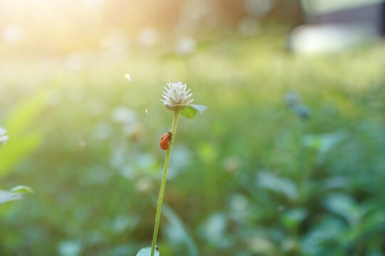 Beautiful natural scenery with ladybug with soft and warm morning sunlight