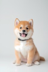 Shiba Inu dog sitting on white background