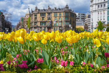 Close up of bright yellow tulips among the historic buildings of Bilbao