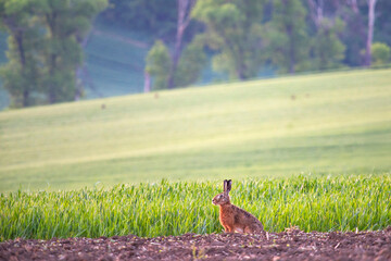 Wildlife of Czech Republic. South Moravia landscape with wild european hare