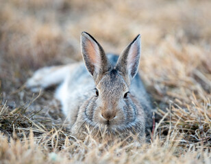 rabbit in the grass