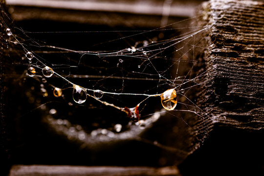 Web and dewdrops