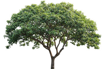 High-resolution almond tree (Badaam) isolated on pristine transparent background &mdash; detailed PNG cutout ideal for landscape design, botanical illustrations and eco-friendly architectural renderings