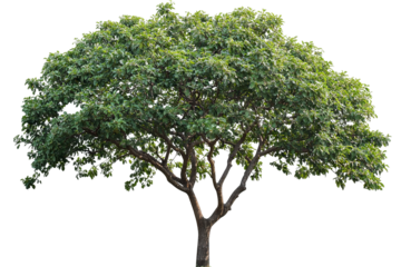 High-resolution almond tree (Badaam) isolated on pristine transparent background — detailed PNG cutout ideal for landscape design, botanical illustrations and eco-friendly architectural renderings