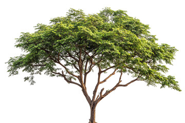 Obraz premium High-resolution almond tree (Badaam) isolated on pristine transparent background — detailed PNG cutout ideal for landscape design, botanical illustrations and eco-friendly architectural renderings