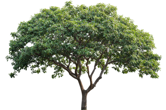 High-resolution almond tree (Badaam) isolated on pristine transparent background — detailed PNG cutout ideal for landscape design, botanical illustrations and eco-friendly architectural renderings