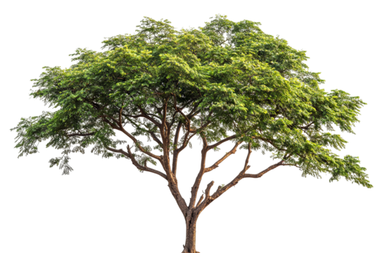 High-resolution almond tree (Badaam) isolated on pristine transparent background — detailed PNG cutout ideal for landscape design, botanical illustrations and eco-friendly architectural renderings