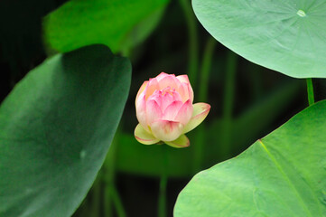 blossoming lotus flower