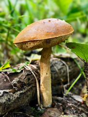 Red-capped Aspen scaber stalk mushroom or aspen bolete Leccinum aurantiacum growing in forest.