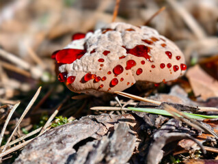 Close-up photo of bleeding tooth fungus Hydnellum peckii growing in forest.