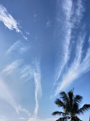 palm trees and clouds