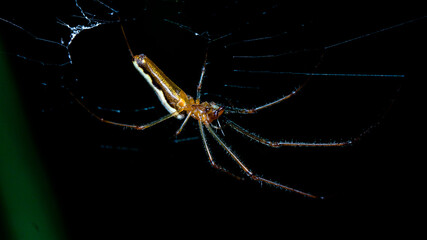 spider on a web