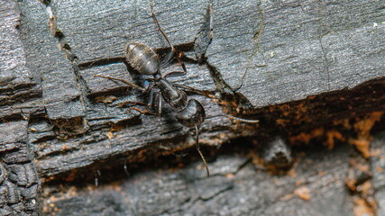 ant on wood macro