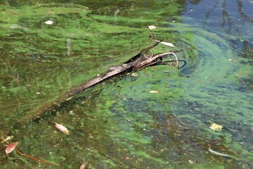 Blue-green algae (Cyanobacteria) and piece of wood floating on the surface of a lake of water