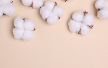 Cotton flowers on beige background. Copy space