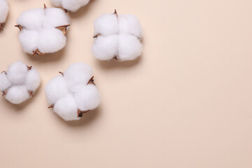 Cotton flowers on beige background. Copy space