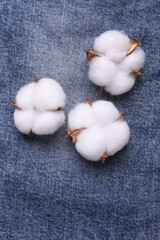 Blue jeans with cotton flowers close up
