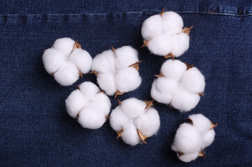 Blue jeans with cotton flowers close up