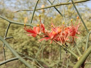 Capparis decidua flowers or karira flowers pattern background