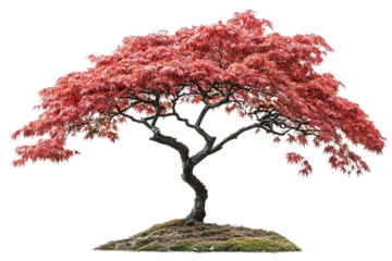 Japanese maple tree isolated PNG cutout with vibrant red foliage — ultra-high-resolution transparent background graphic for landscape design, botanical illustration, and digital art workflows