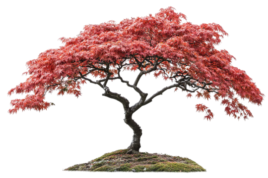 Japanese maple tree isolated PNG cutout with vibrant red foliage — ultra-high-resolution transparent background graphic for landscape design, botanical illustration, and digital art workflows