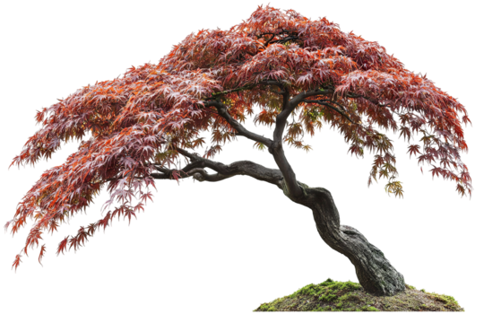 Japanese maple tree isolated PNG cutout with vibrant red foliage — ultra-high-resolution transparent background graphic for landscape design, botanical illustration, and digital art workflows