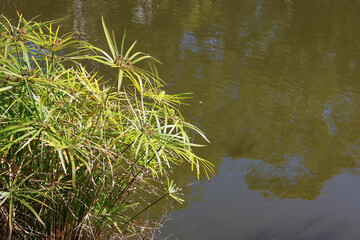 Umbrella sedge (Cyperus involucratus) plant on the side of a lake of water