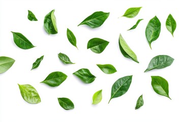 Green leaves scattered isolated on white background