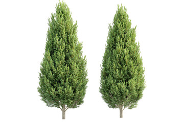 Isolated Leyland cypress tree — high-resolution PNG cutout on transparent background for evergreen landscaping renderings and botanical design
