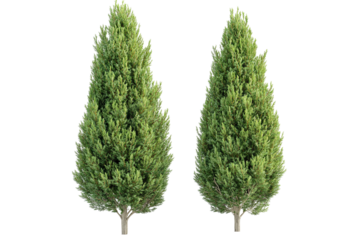Isolated Leyland cypress tree — high-resolution PNG cutout on transparent background for evergreen landscaping renderings and botanical design