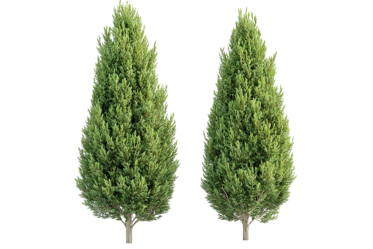 Isolated Leyland cypress tree — high-resolution PNG cutout on transparent background for evergreen landscaping renderings and botanical design