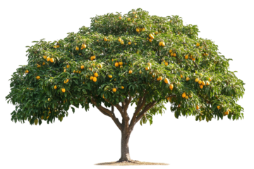 Majestic mature mango tree isolated on crisp transparent background — ultra-high-resolution PNG cutout ideal for landscape design, botanical illustrations, tropical fruit branding, and eco-friendly
