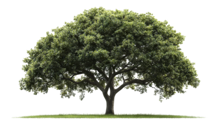 Majestic mature mango tree isolated on crisp transparent background — ultra-high-resolution PNG cutout ideal for landscape design, botanical illustrations, tropical fruit branding, and eco-friendly