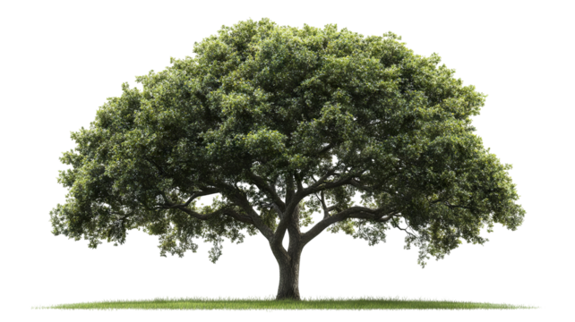 Majestic mature mango tree isolated on crisp transparent background — ultra-high-resolution PNG cutout ideal for landscape design, botanical illustrations, tropical fruit branding, and eco-friendly