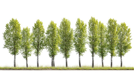 Majestic poplar tree with lush summer foliage — ultra-high-resolution transparent PNG cutout perfect for landscape design, botanical illustrations and  eco-friendly architectural visualization